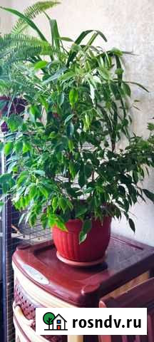 Фикус бенджамина Махачкала - изображение 1