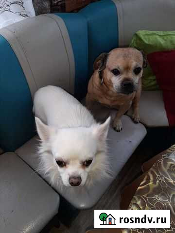 Пацаны для вязки Ангарск - изображение 1