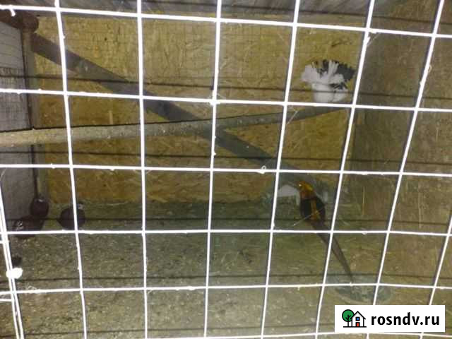 Голуби Туапсе - изображение 1