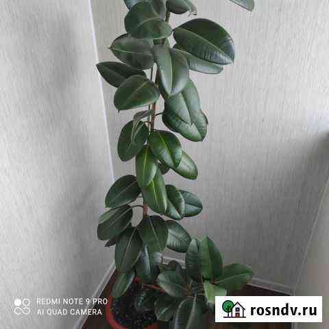 Комнатные домашние растения Благовещенск