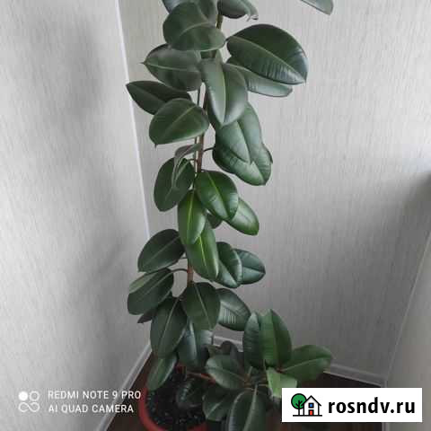 Комнатные домашние растения Благовещенск - изображение 1