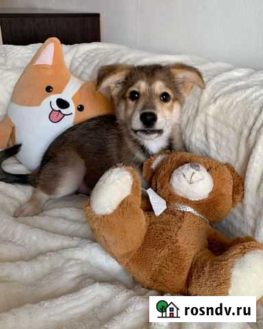 Собачка Улан-Удэ - изображение 1