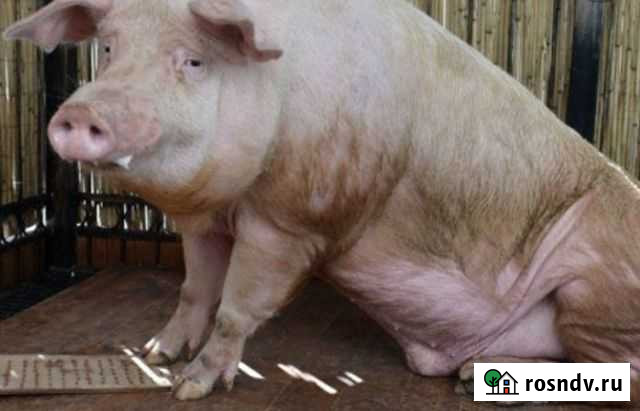 Осеменение свиней Калуга - изображение 1