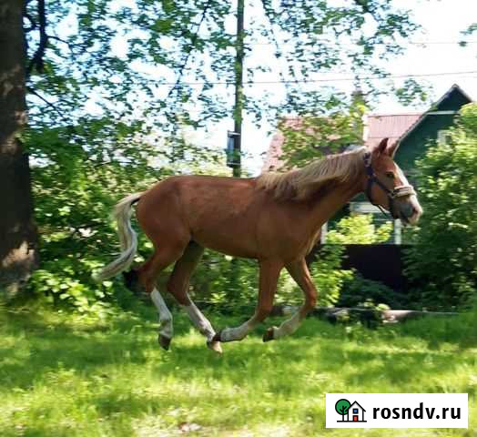 Конский навоз, Всеволожск,бесплатная доставка Всеволожск - изображение 1