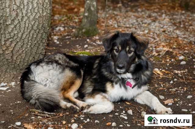 Собака Новороссийск - изображение 1