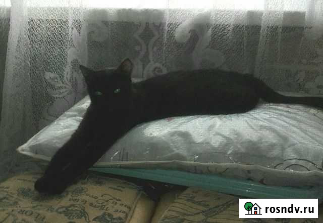 Лейла Энгельс - изображение 1