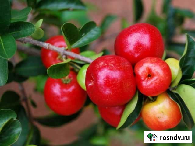 Барбадосская вишня - комнатная Новосибирск - изображение 1