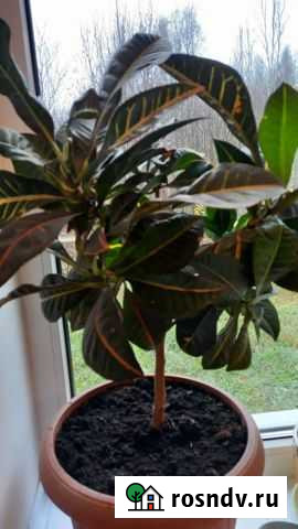 Кротон Всеволожск - изображение 1