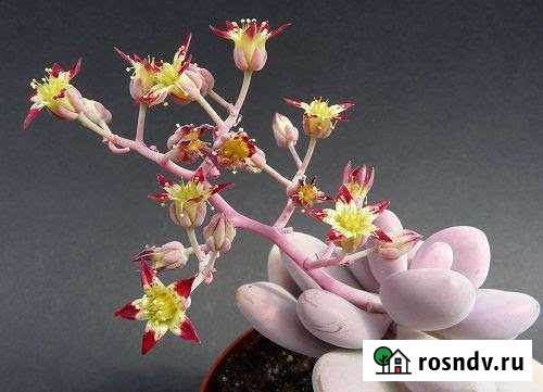 Граптопеталум аметистовый Ульяновск - изображение 1