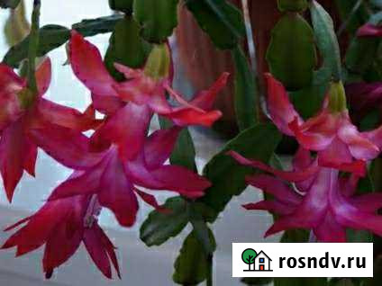 Декабрист Красноярск - изображение 1