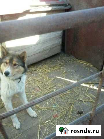 Лайка кобель вязка Воронеж - изображение 1
