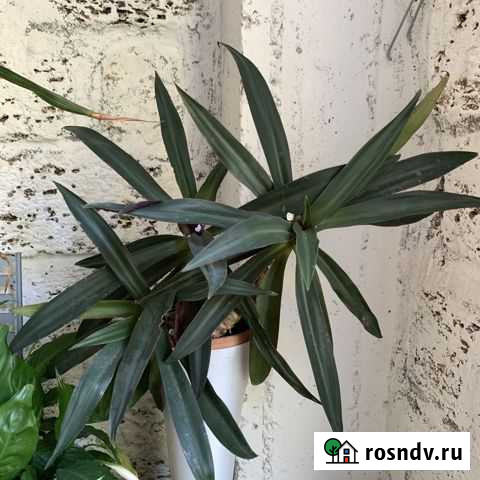 Рео пестрое Ялта - изображение 1