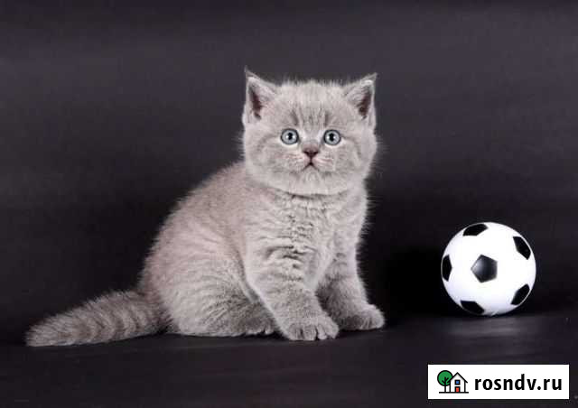 Шотландские котята Жуковка - изображение 1