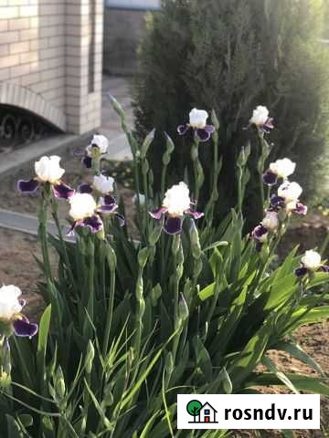 Ирисы желтые и бело- сиреневые и лилии бордовые Астрахань - изображение 1