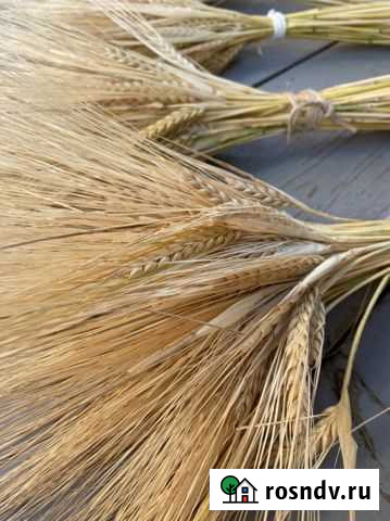 Рожь, ячмень, пшеница, лен Сарапул - изображение 1