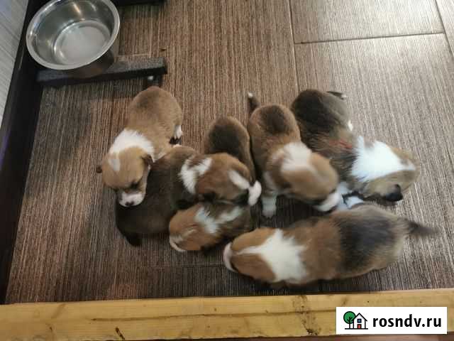 Резервирование щенков Рязань - изображение 1