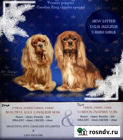 Щенки Кавалер кинг чарльз спаниель Челябинск - изображение 1