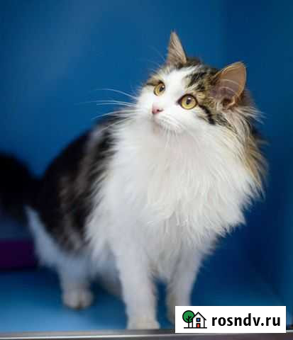 Кошка в дар Селятино - изображение 1