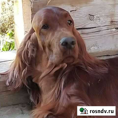 Ирландский сеттер. Кобель. Вязка Зеленодольск - изображение 1