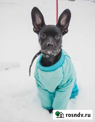 Славная щенуля-девочка ждет семью Новосибирск - изображение 1