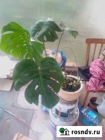 Монстера Курганинск - изображение 1