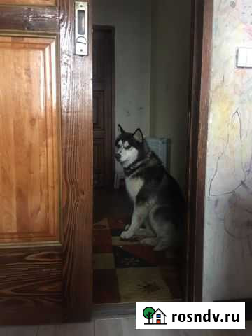 Сибирский хаски вязка Волгоград - изображение 1