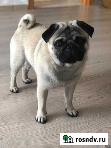 Мопс вязка Гуково - изображение 1