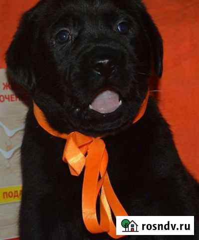 Щенки лабрадора Мурманск - изображение 1