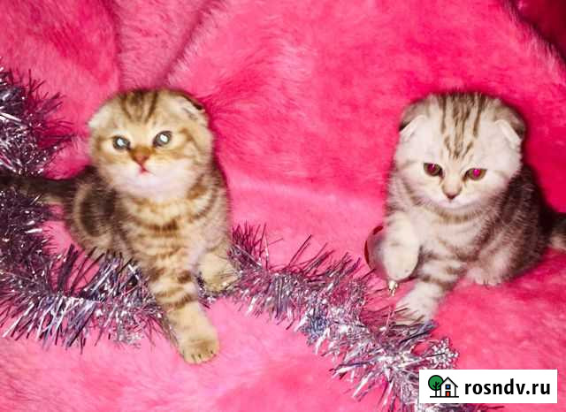 Шотландские плюшевые котята Гагарин - изображение 1