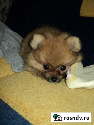 Чудо на новый год. Антистресс Бугульма - изображение 1