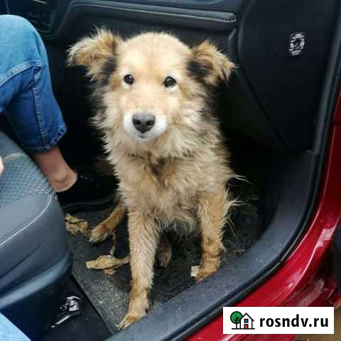 Небольшая собачка Иваново - изображение 1