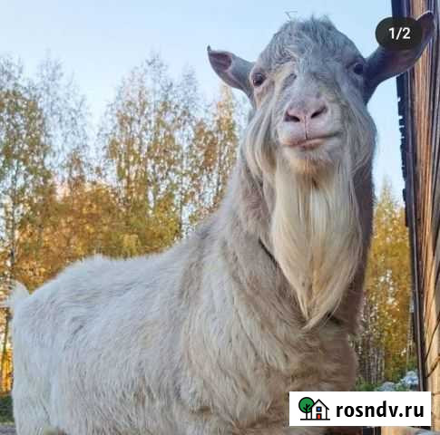 Козел зааненский Кинешма - изображение 1