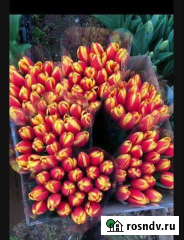 Тюльпаны оптом Астрахань - изображение 1