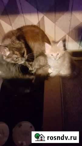 Мейн-кун бесплатно Красногорск - изображение 1