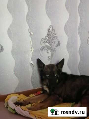 Отдам в добрые руки помесь хаски Балаково - изображение 1