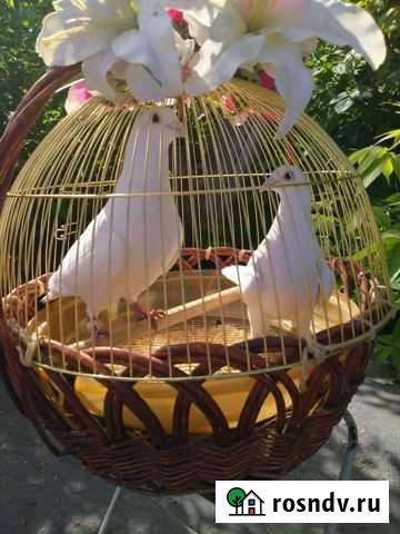 Голуби на свадьбу Екатеринбург - изображение 1