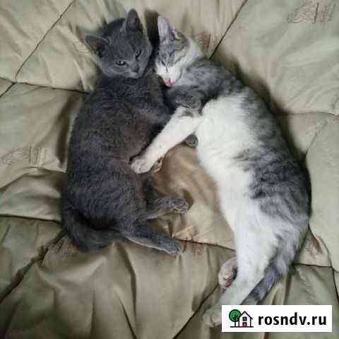 Котята Губкин