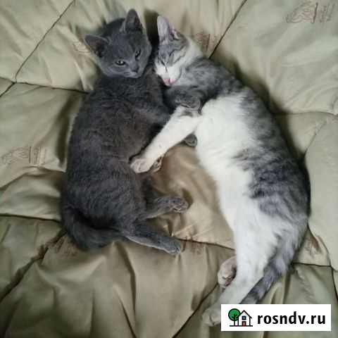 Котята Губкин - изображение 1