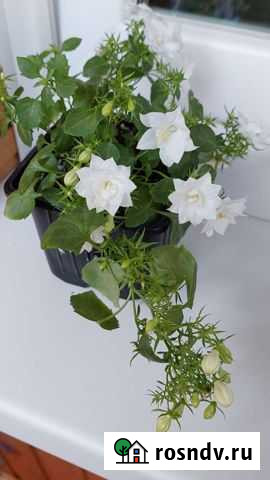 Кампанула Железногорск - изображение 1