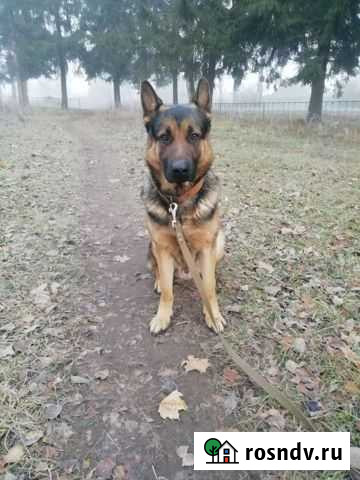 Собака для вязки Козельск - изображение 1