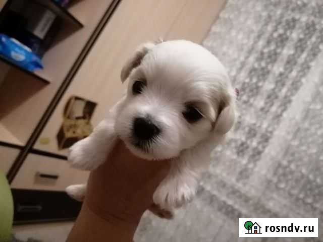 Щенки мальтийской болонки Тамбов - изображение 1
