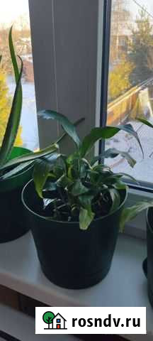 Спатифиллум Софрино - изображение 1