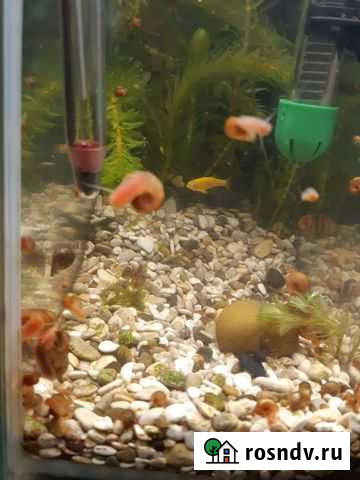 Отдам улиток Егорьевск - изображение 1