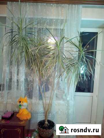 Цветы комнатные Кинешма - изображение 1