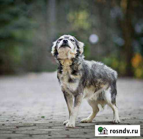 Собака Лесной Городок