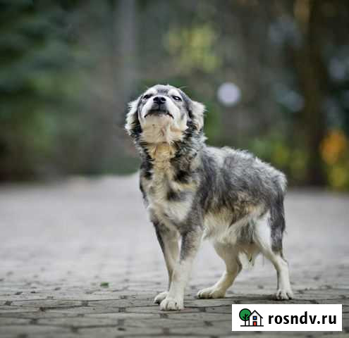 Собака Лесной Городок - изображение 1