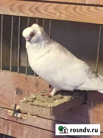 Голубь кинсбергский Домодедово - изображение 1