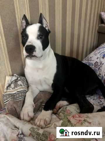 Стаффордширский терьер Каменск-Шахтинский - изображение 1