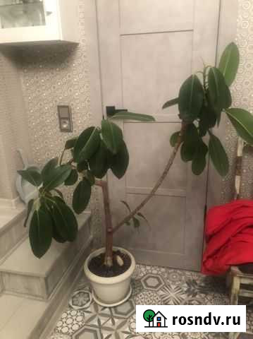 Фикус бенджамина Мурино - изображение 1