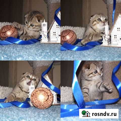 Тигрёнок simba 1,5мес Калининград - изображение 1